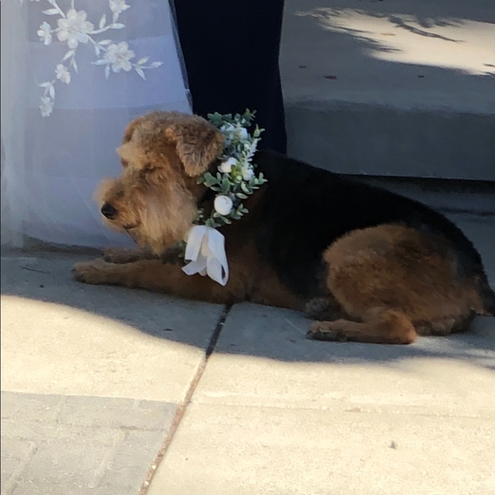 Floral Dog Wedding Collar